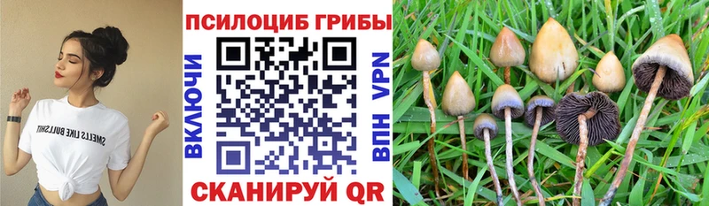 Галлюциногенные грибы Psilocybe  дарнет шоп  Устюжна 